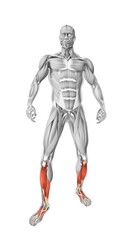 Gastrocnemius muscles in the human muscular system