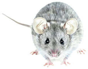 Cute mouse with large ears