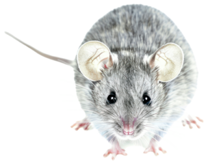Cute mouse with large ears