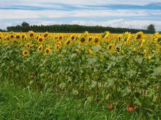 Cascina Tessera, old farm with sunflower fields near Dorno, Lomellina, Italy