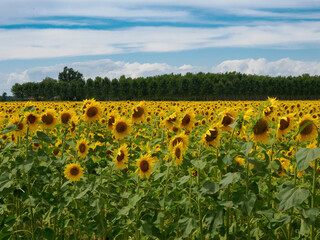 Obraz premium Cascina Tessera, old farm with sunflower fields near Dorno, Lomellina, Italy