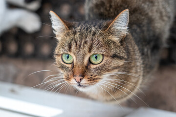 A brown tabby cat by the door looks up