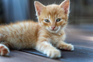 Portrait of a small fluffy ginger kitten lying on a wooden decking