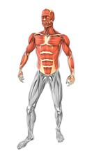 Fototapeta premium The muscles of the upper limb from front side