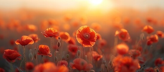 Fototapeta premium Poppy Field at Sunset