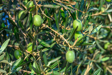 Alone green olive on the olive tree branch with unfocused blurred background with green foliage