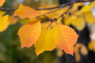 Tree branch with yellow-orange autumn leaves in the park on a blurred background