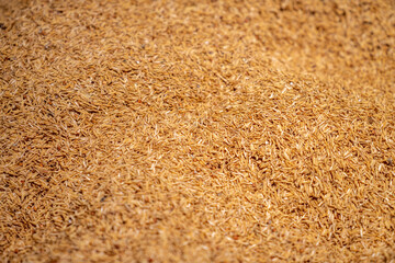 Pile of Golden Rice Harvested in Autumn