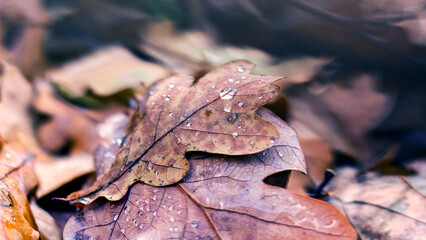 Fallen autumn oak leaves with raindrops