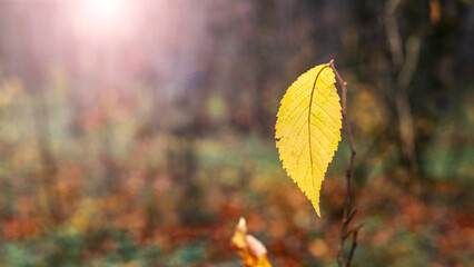 A lonely yellow autumn leaf on a tree branch in the forest in sunny weather