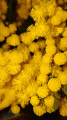 Close-up of fluffy yellow mimosa flowers blooming. Mobile vertical photo