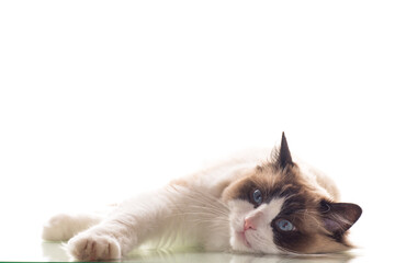 Beautiful young healthy Ragdoll cat on a white background.