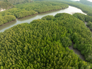 Amazing abundant mangrove forest, Aerial view of forest trees, Rainforest ecosystem and healthy environment background,Texture of green trees forest top down, High angle view
