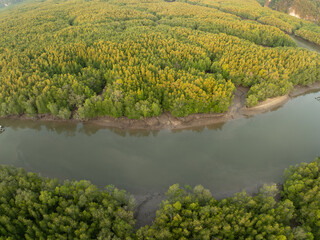 Amazing abundant mangrove forest, Aerial view of forest trees, Rainforest ecosystem and healthy environment background,Texture of green trees forest top down, High angle view