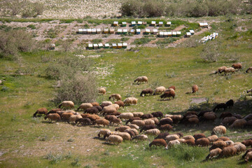 A flock of grazing sheep and honey beehives in the beautiful nature of Kurdistan, Iran