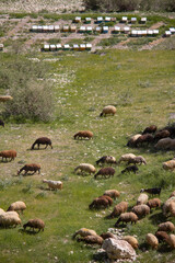A flock of grazing sheep and honey beehives in the beautiful nature of Kurdistan, Iran