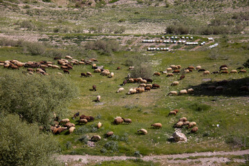 A flock of grazing sheep and honey beehives in the beautiful nature of Kurdistan, Iran © Alireza