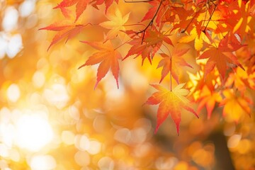 Sun-dappled autumn leaves on a maple tree