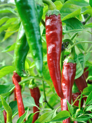 close-up of growing and ripening organic chili peppers plantation in the vegetable garden, vertical composition
