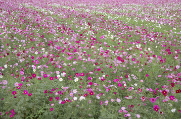 コスモス畑
