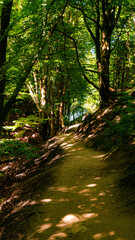 Naklejka premium Path in forest, poland countryside, summer vibe path