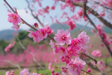 Naklejka premium A branch of pink flowers is hanging from a tree. The flowers are in full bloom and are very pretty