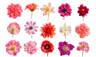 A Garden of Pastel Delights: A vibrant collage of pink, orange, and white flowers blossoms. 