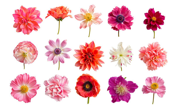 A Garden of Pastel Delights: A vibrant collage of pink, orange, and white flowers blossoms. 