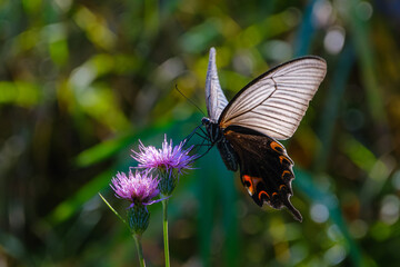 アザミとアゲハ蝶