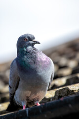 Rock Pigeon (Columba livia) Found in Urban Areas Worldwide