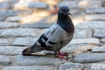 Rock Pigeon (Columba livia) Found in Urban Areas Worldwide