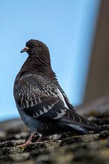 Rock Pigeon (Columba livia) Found in Urban Areas Worldwide