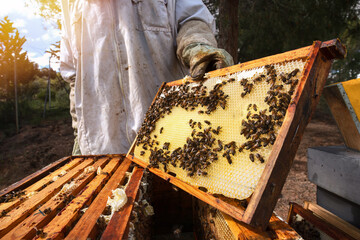 Beekeeper inspecting honeycomb in outdoor hive