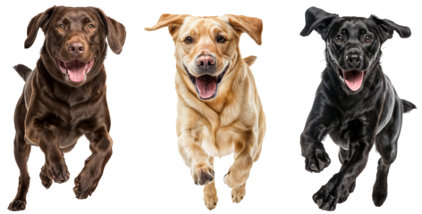 Energetic Collection of Happy Labrador Retriever Dogs Running with Joy on Transparent Background - Chocolate, Yellow, and Black Labs