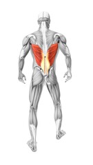 Latissimus dorsi muscles in the human muscular system