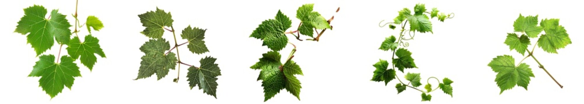 Green Grapevine Leaves Isolated on White Background