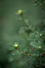 Branches from the buds of the Dasiphora fruticosa shrub close-up