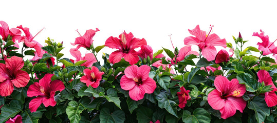 PNG Hibiscus flowers geranium blossom plant.