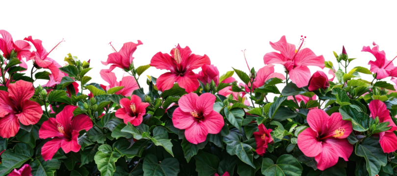 PNG Hibiscus flowers geranium blossom plant.