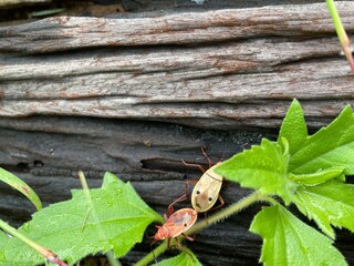 picture of two insects One was orange-red. The other one is cream colored. that were colliding on the log There were trees crawling past.