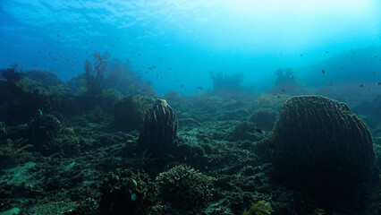 Underwater photo of a colorful coral reef and school of fish. From a scuba dive in Bali.