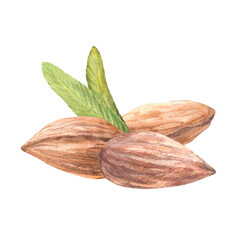 Realistic almond nuts with leaves. Handful of peeled kernel. Watercolor hand painted illustration. Healthy vegan stone fruit Food composition on isolated background Organic snack, product label design