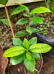 Selective focus. Salam plant species is the name of a tree that produces spice leaves used in Indonesian cuisine. Bay Leaf or Bay Laurel or Sweet Bay.
