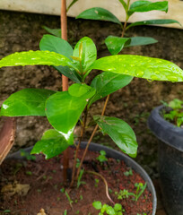 Selective focus. Salam plant species is the name of a tree that produces spice leaves used in Indonesian cuisine. Bay Leaf or Bay Laurel or Sweet Bay.
