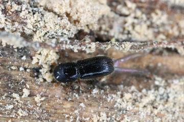 Fruit-tree pinhole borer or keyhole ambrosia beetle (Xyleborinus saxesenii). is a pest among other fruit trees.