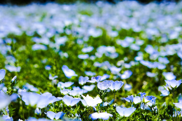 ネモフィラ 瑠璃唐草 ルリカラクサ 青い花 初夏