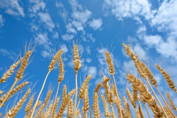 Fototapeta premium Wheat Crop. Looking up at the heads of the wheat crop against a blue sky in a farming landscape