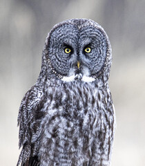 Great Gray Owl Portrait