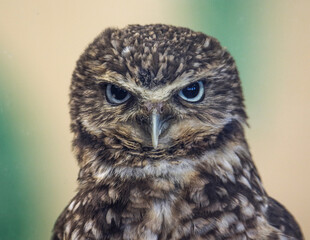 Fototapeta premium Burrowing Owl Face