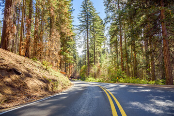 Fototapeta premium Deserted winding road through a giant sequia forest on a sunny aurumn day